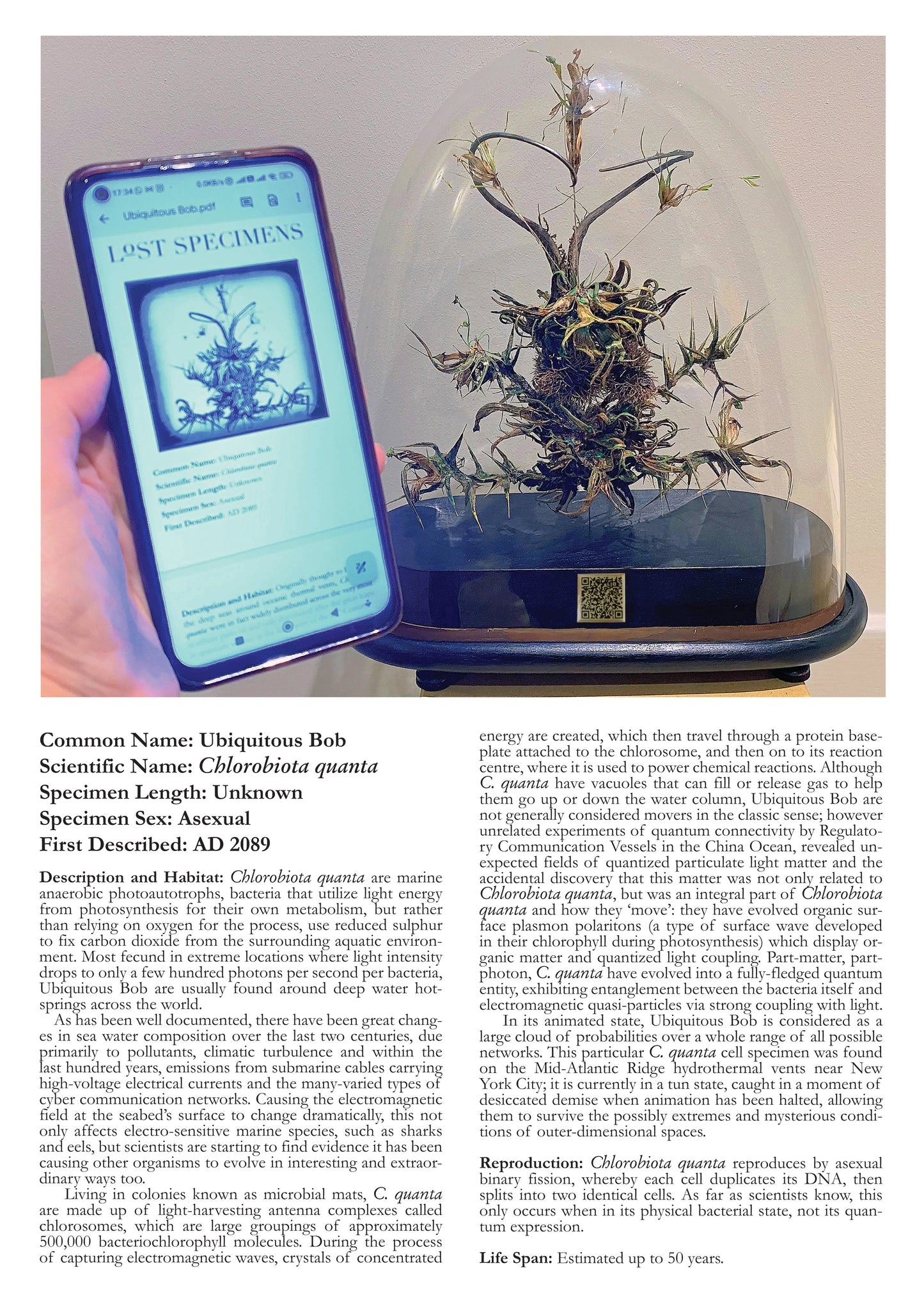 LOST SPECIMENS: Ubiquitous Bob "Chlorobiota quanta" (Original Artwork)
