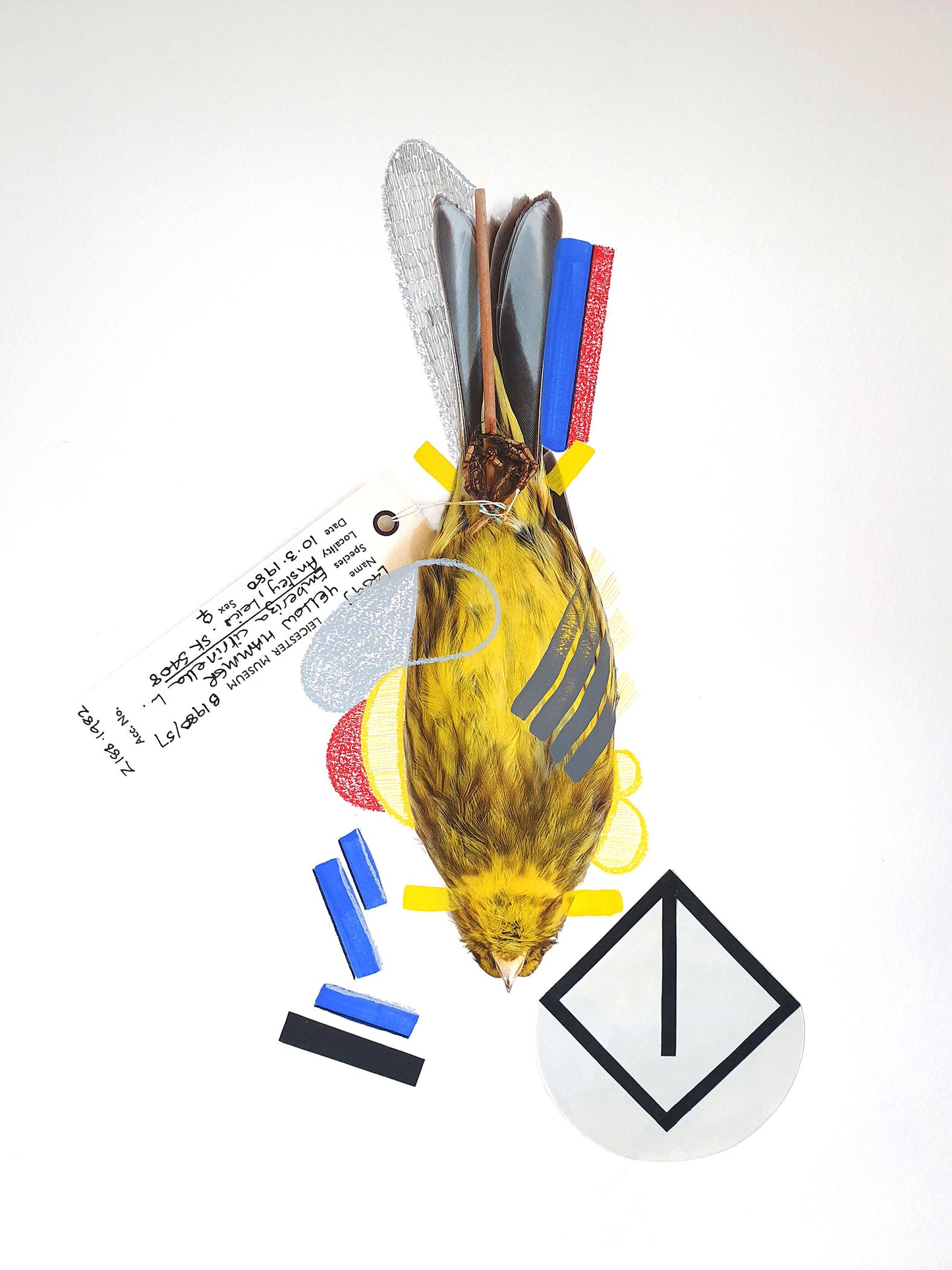 Yellowhammer (Primary Colours)