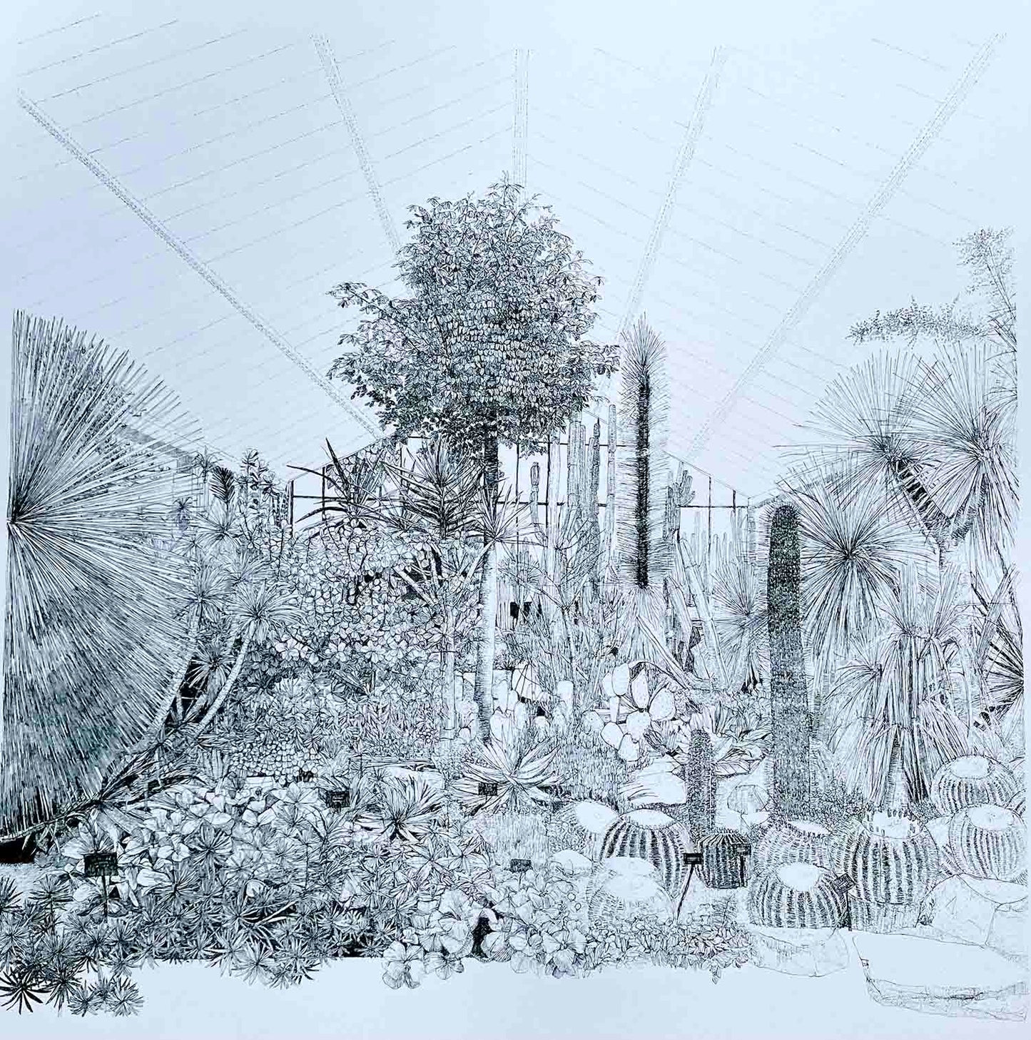 Greenhouse Cacti Large