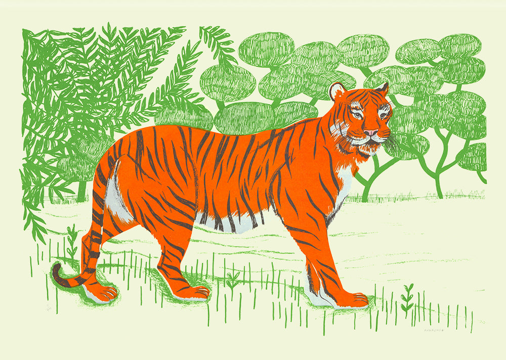 Mangrove Tiger