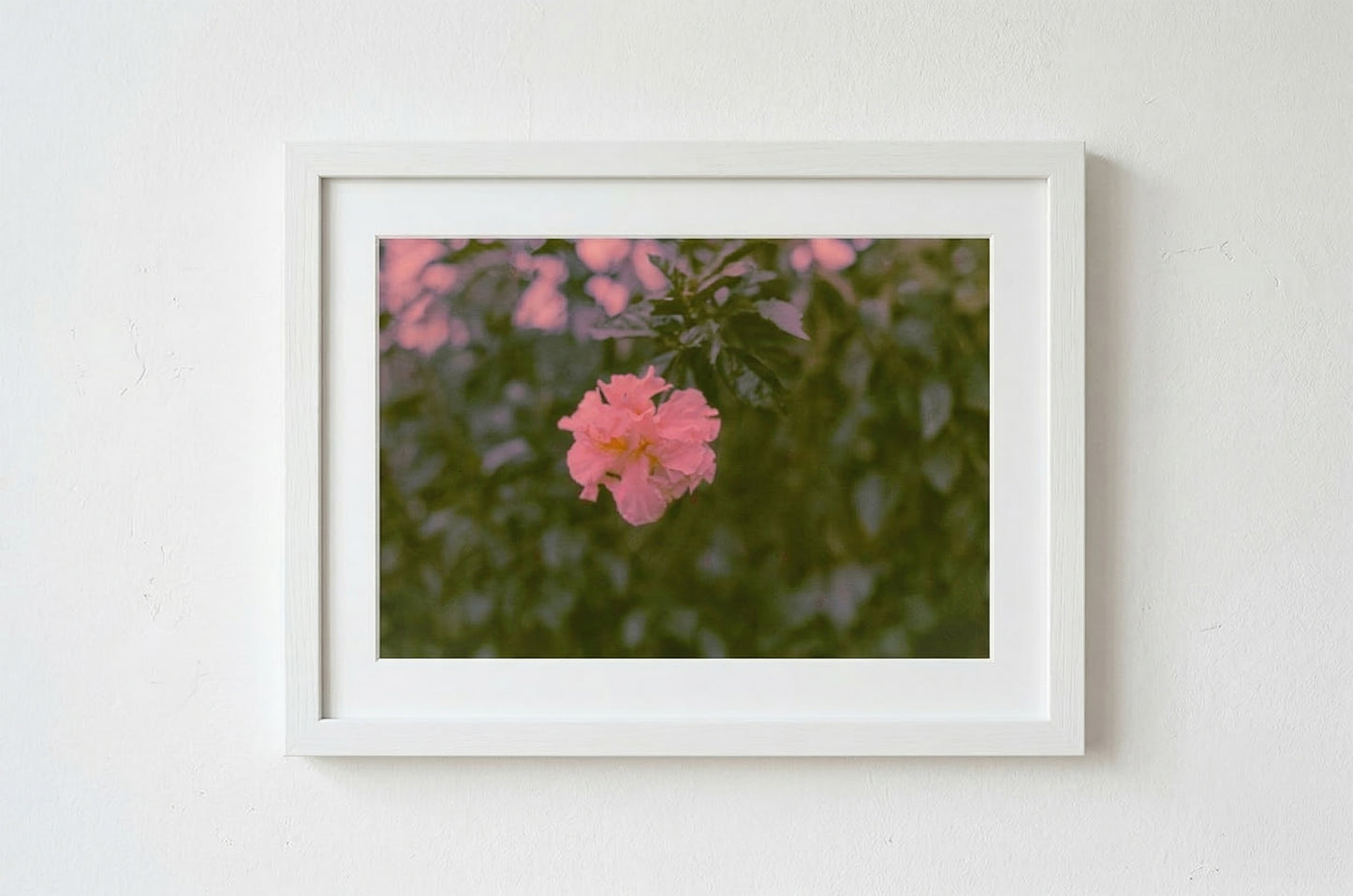 Finca Flower (Print)