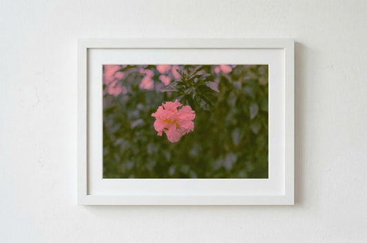 Finca Flower (Print)