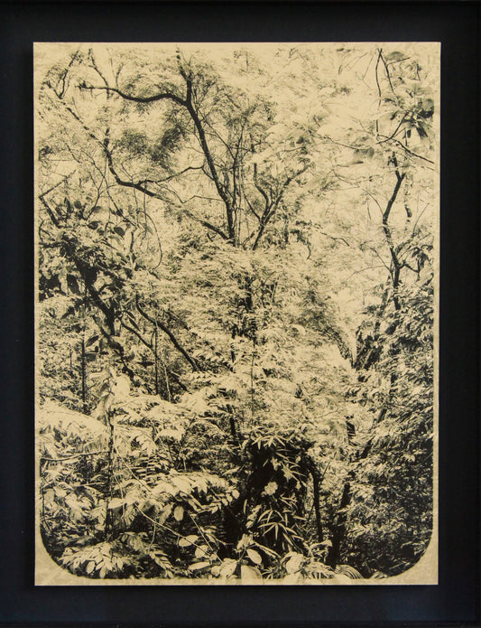 The Canopy (Limited Edition Artwork)