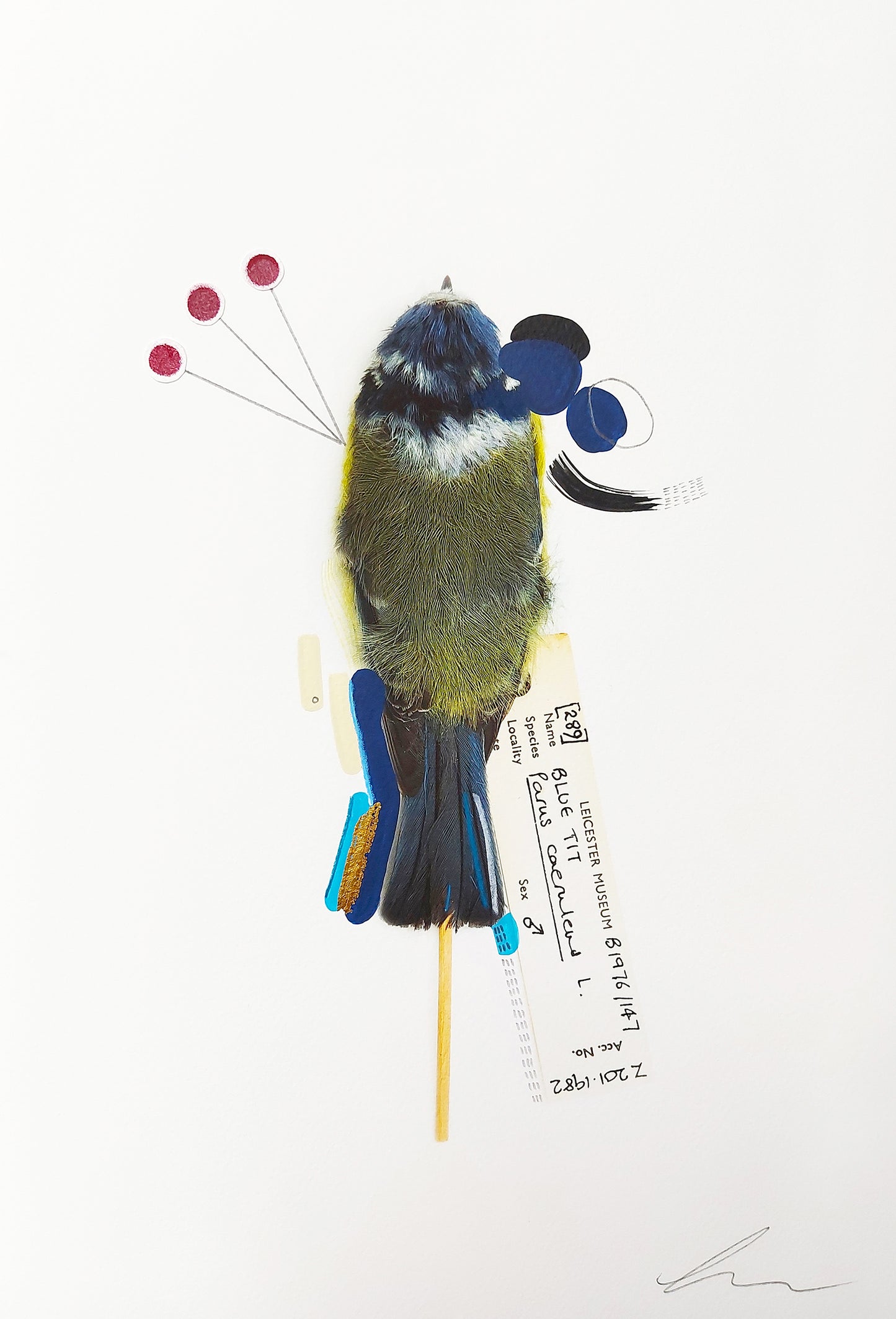 Blue Tit (Alarm Call) (Original Artwork)