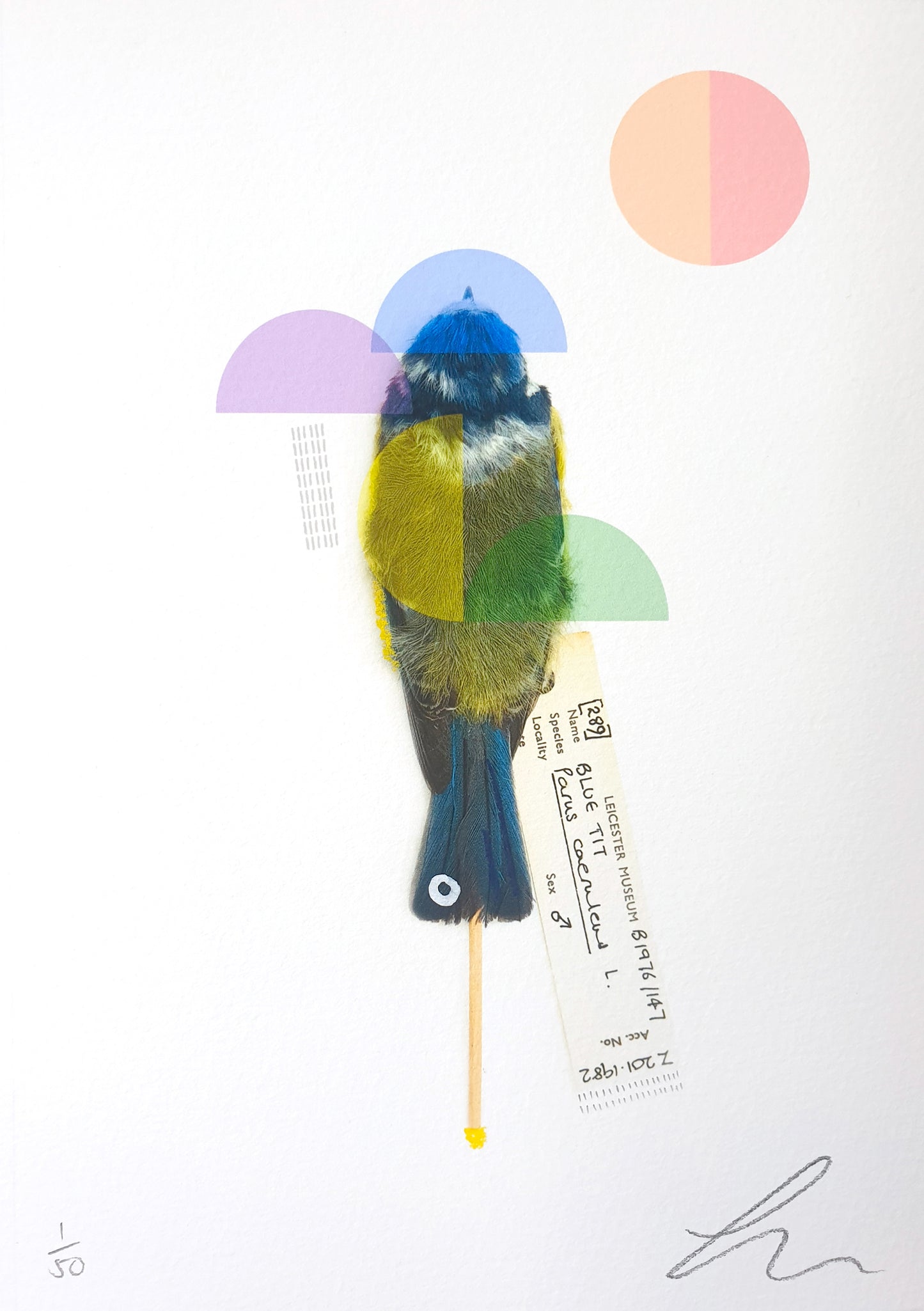 Blue Tit (Rainbow)