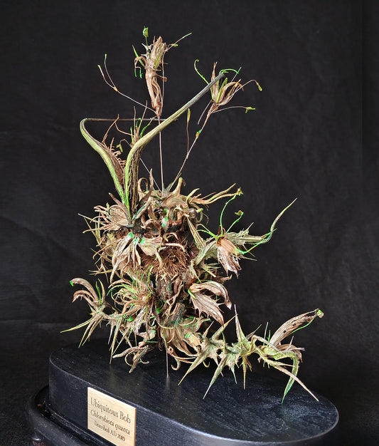 LOST SPECIMENS: Ubiquitous Bob "Chlorobiota quanta" (Original Artwork)